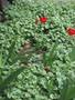 tulips in the side bed.JPG